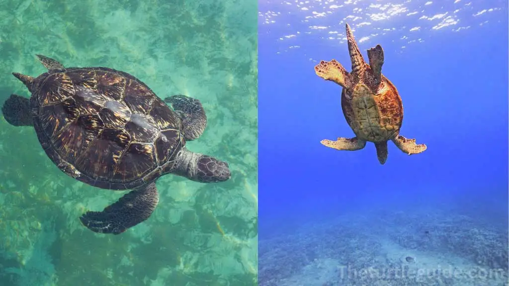 Do Sea Turtles Have Tails