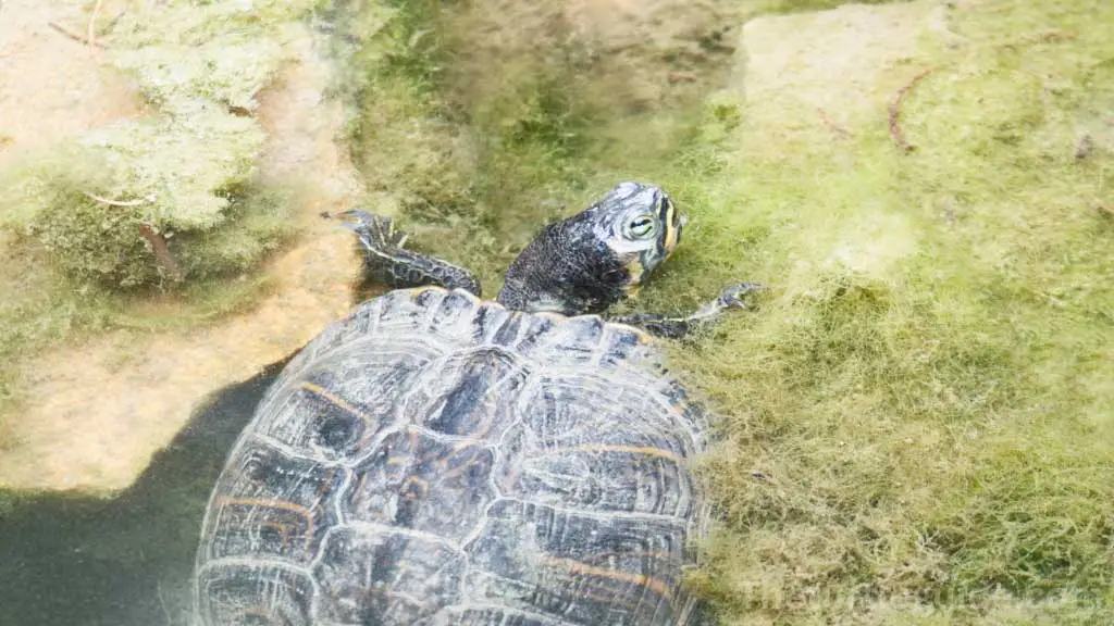 Do Turtles Like Being Out of Water