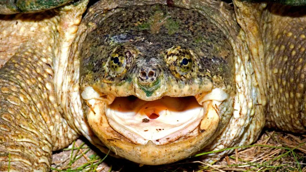 Mouth Of A Sea Turtle