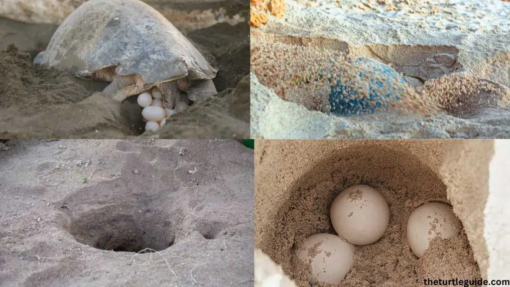 What Does A Sea Turtle Nest Look Like