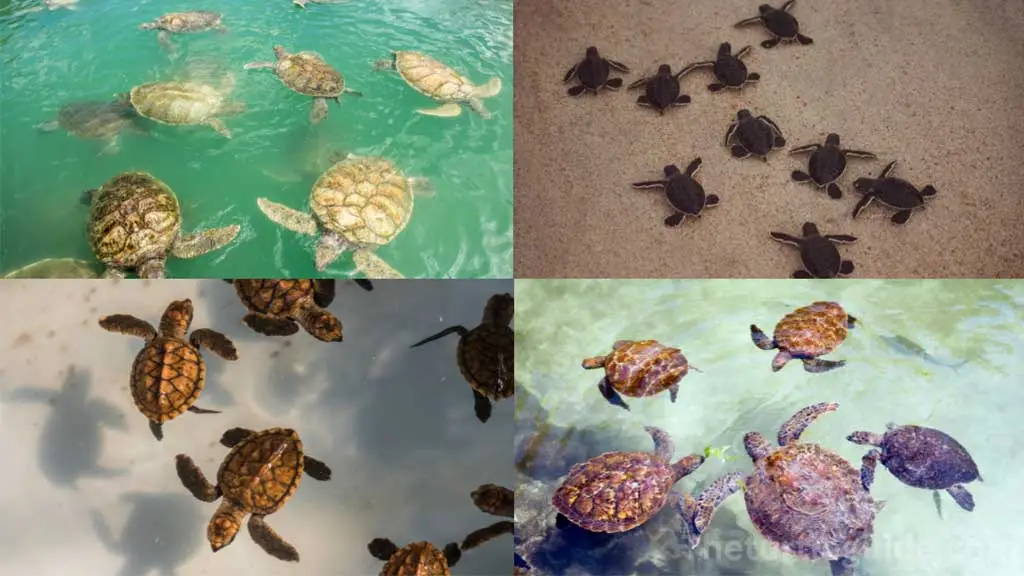 What Is A Group Of Sea Turtles Called