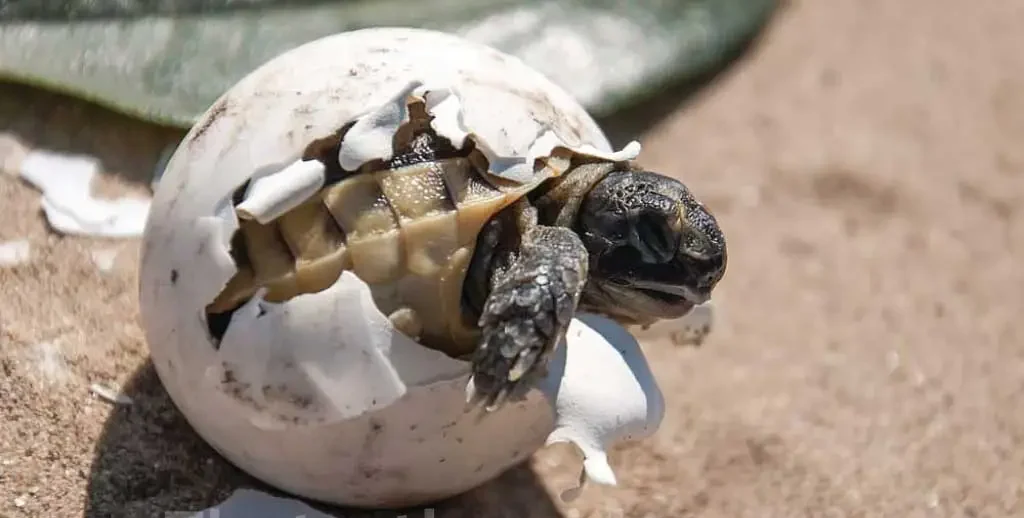 When Do Sea Turtle Eggs Hatch