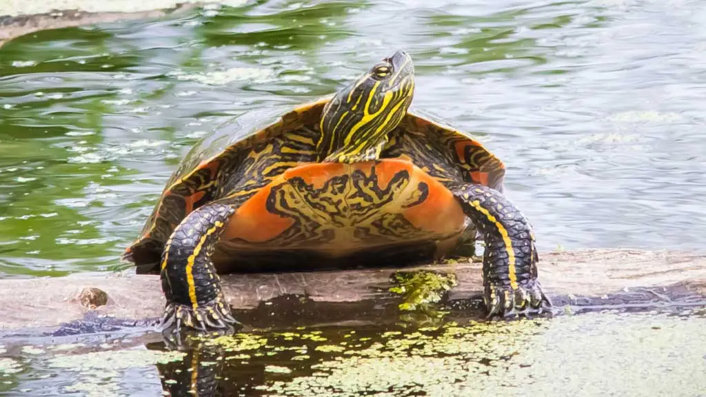 Diet of a Painted Turtle in Captivity