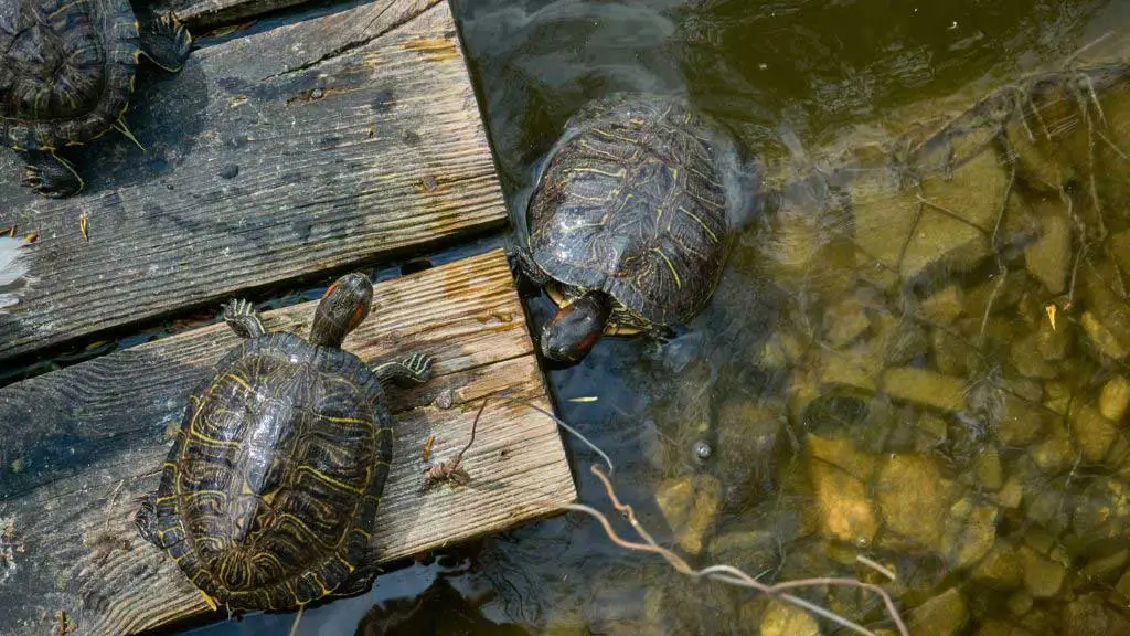 How do you make a turtle basking platform