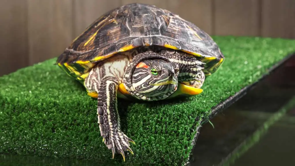 How to Trim Red Eared Slider Nails