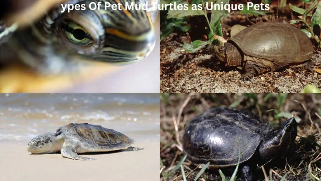 Types Of Pet Mud Turtles