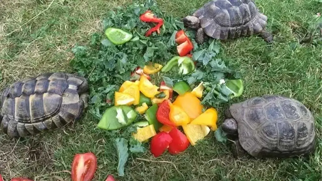 What Are The Best Homemade Foods For Turtles