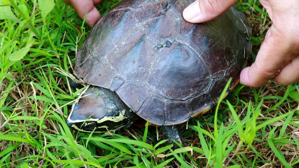 What The Best Way To Catch A Turtle