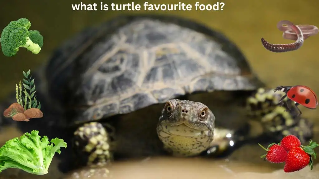 what is turtle favourite food