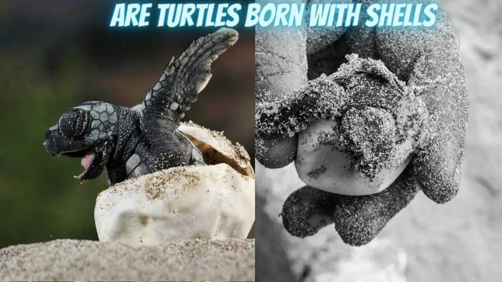 Are Turtles Born with Shells