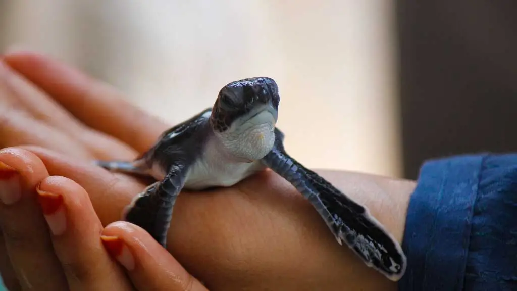 Can Baby Turtles Transmit Diseases