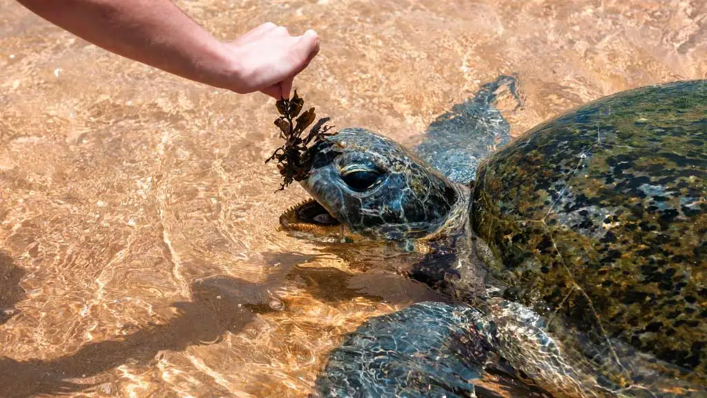 Do Turtles Get Attached To Their Owners