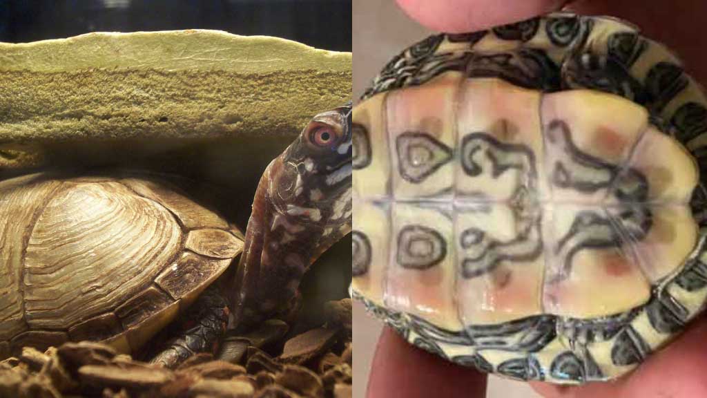 Do turtles have Nipples