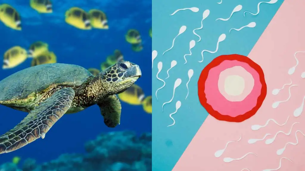 What Does Turtle Sperm Look Like