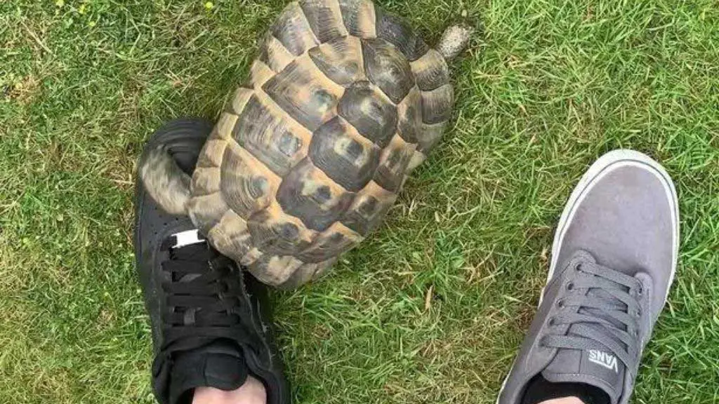 Why Do Turtles Attack Black Shoes