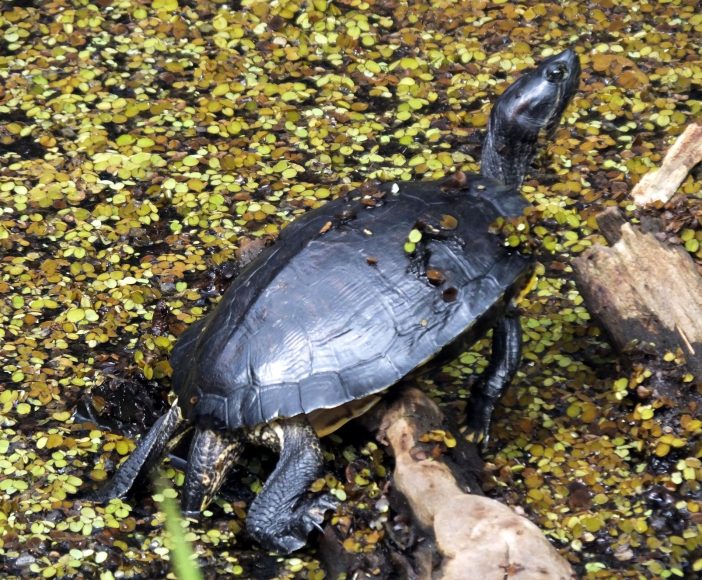 Can The Smell Of A Turtle Tank Make You Sick