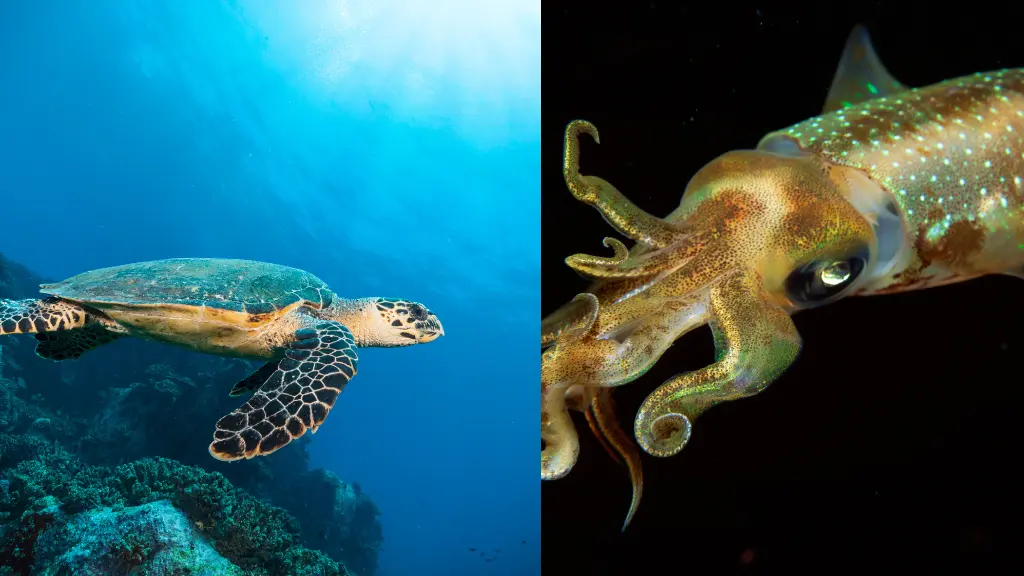 Do Sea Turtles Eat Squid