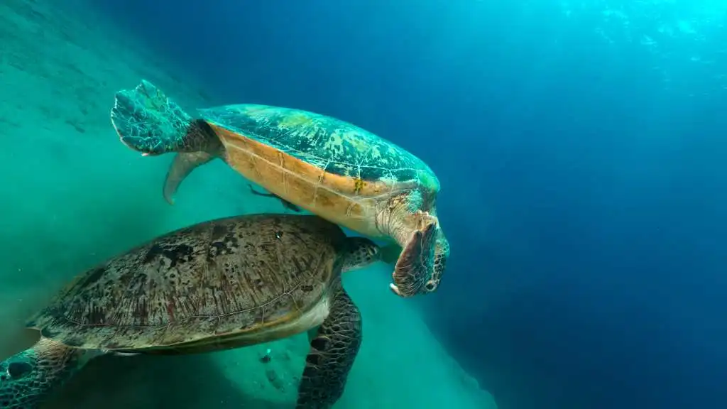 How Do Sea Turtles Mate?