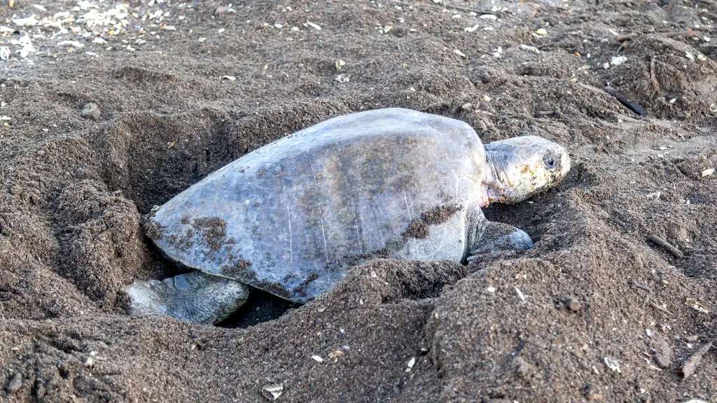 Why do sea turtles lay eggs on land?