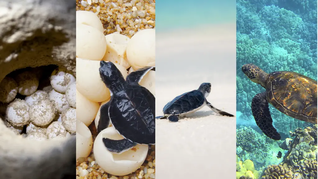 Sea Turtle Life Cycle