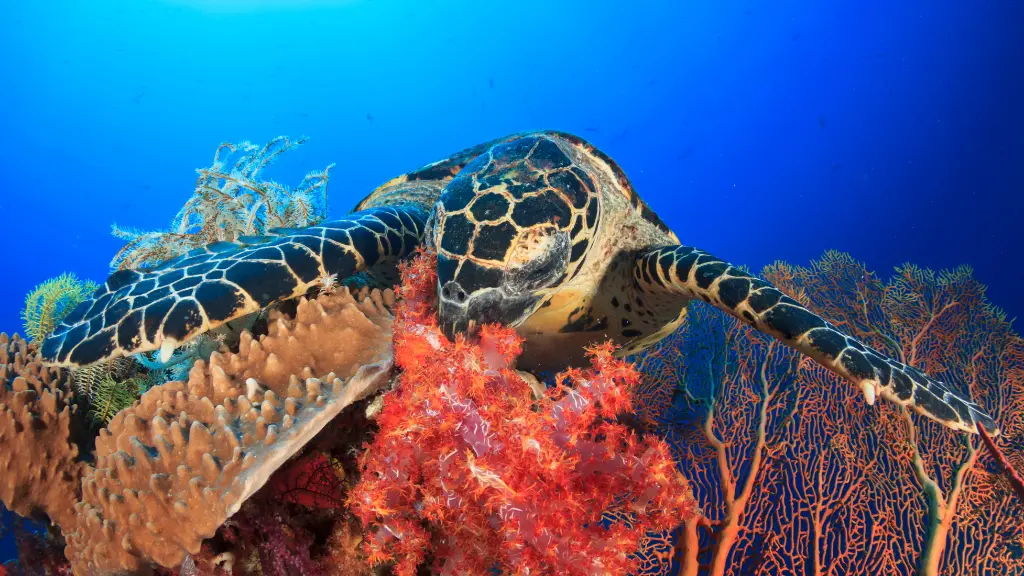 What Does A Hawksbill Sea Turtle Eat