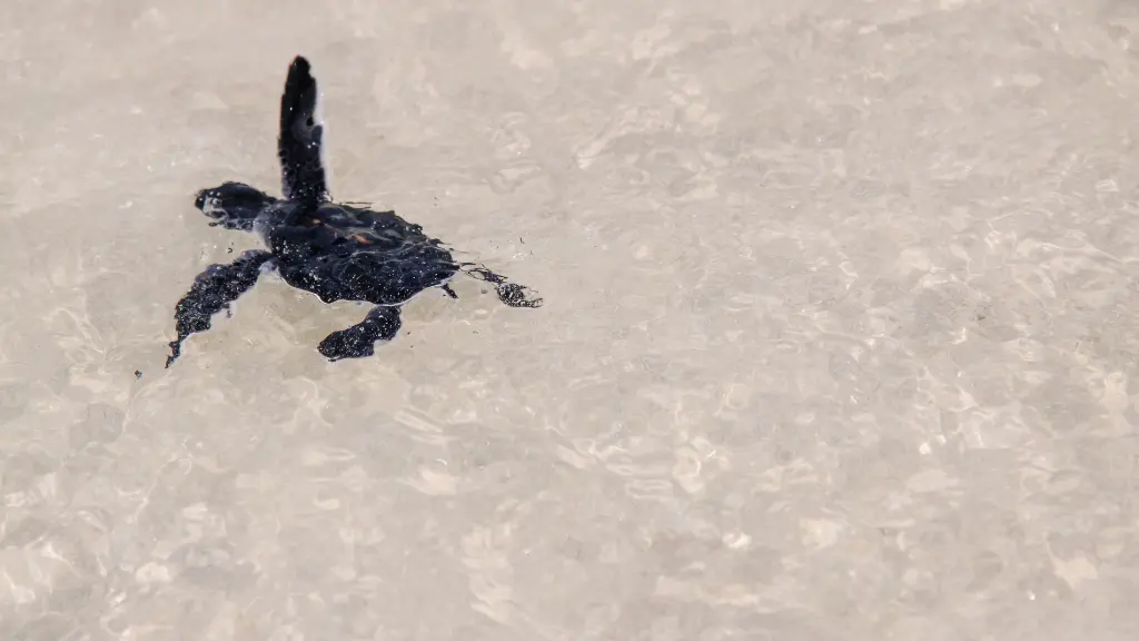 What time of night do sea turtles hatch