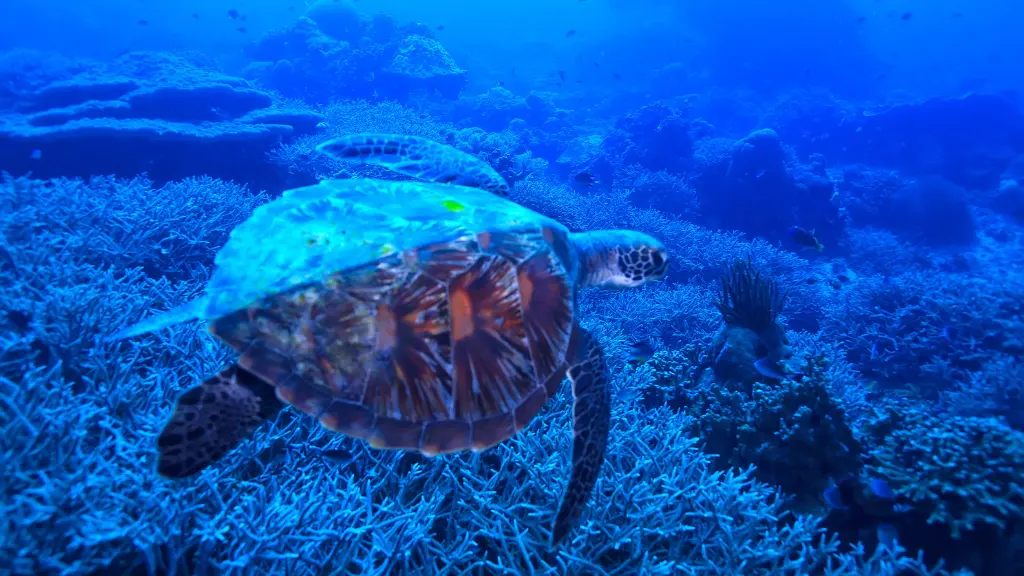 Which Sea Turtles Are Endangered?