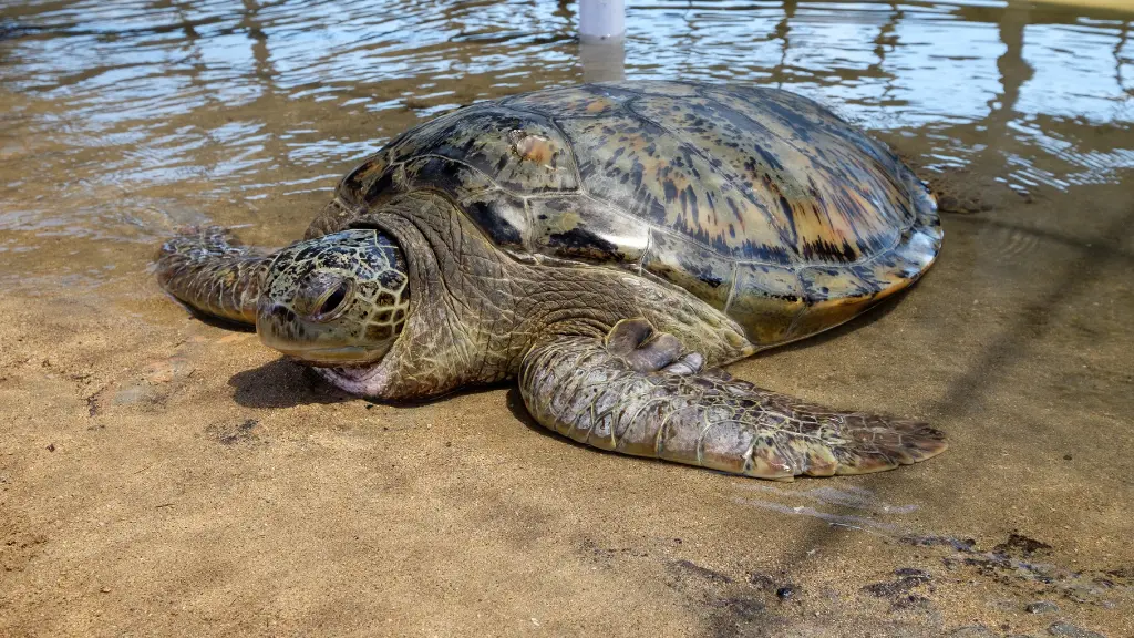 how much can a sea turtle weigh