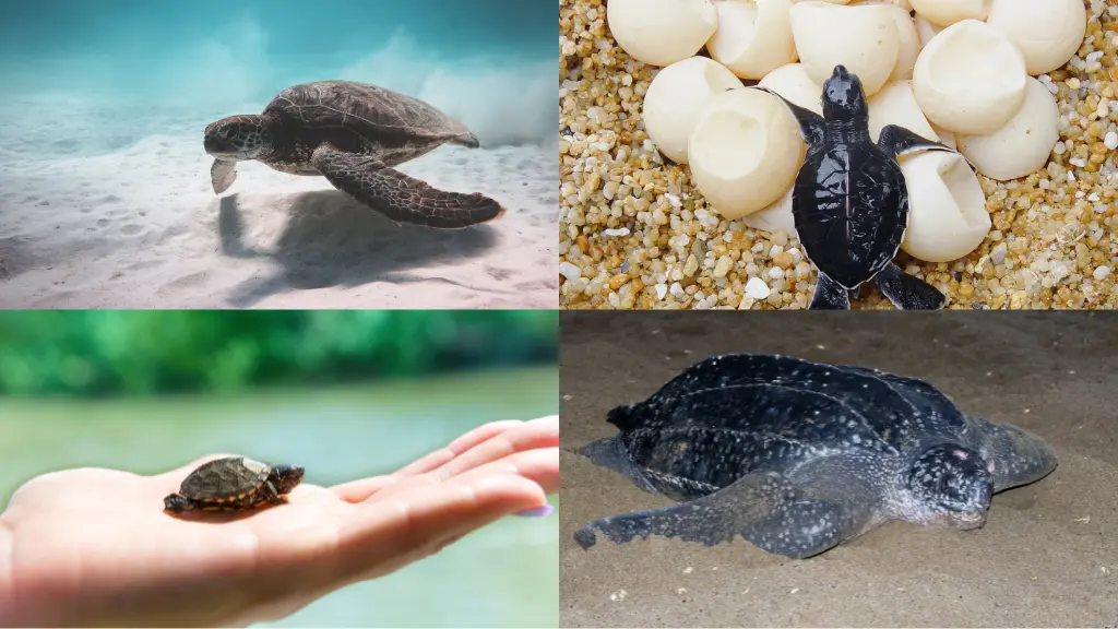 life span of sea turtle