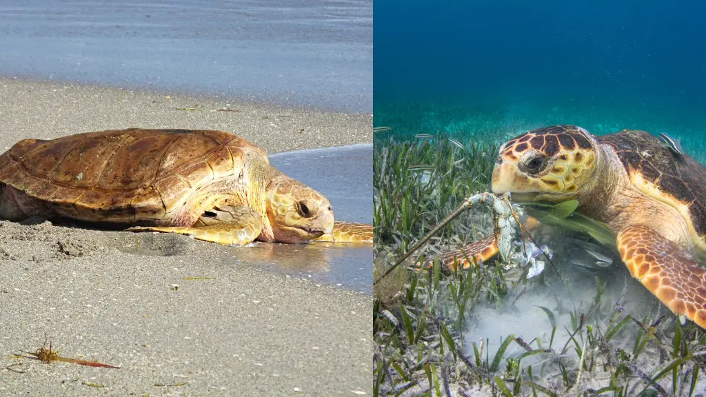 what do loggerhead sea turtles eat