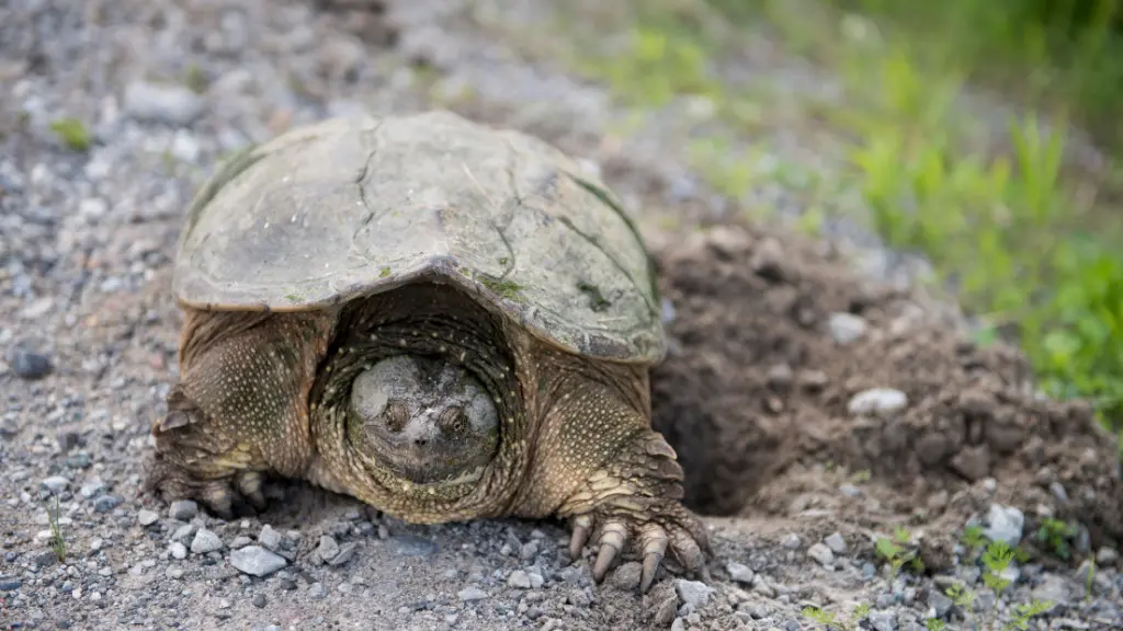 Are Snapping Turtles Dangerous