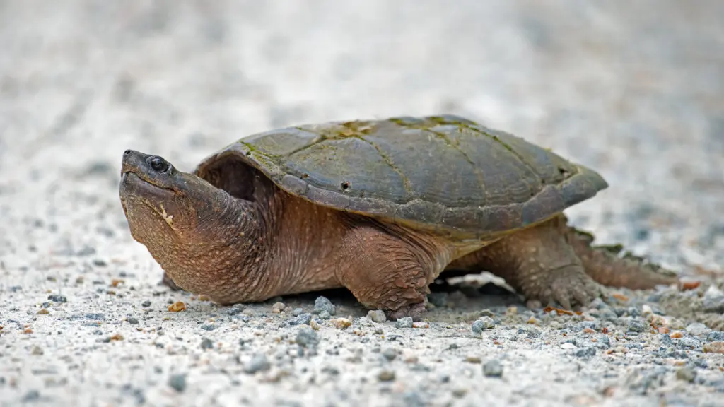 Are Snapping Turtles Good or Bad