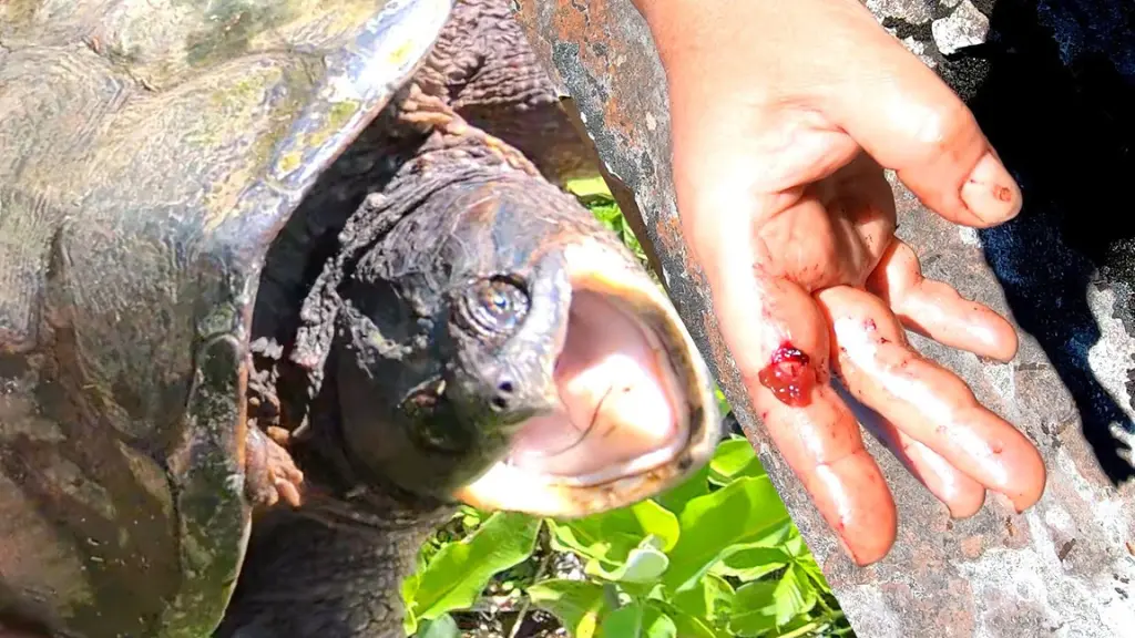 Can A Baby Snapping Turtle Bite