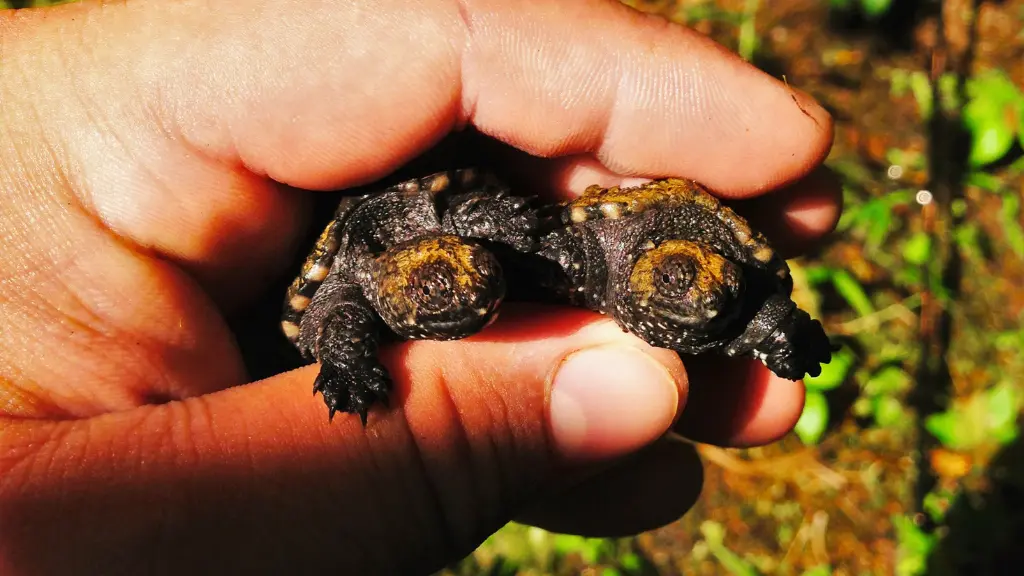 Can A Snapping Turtle Hatchling Survive Without Its Mother