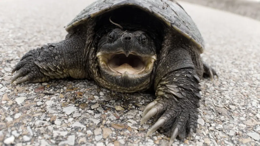 Do Snapping Turtles Need Oxygen