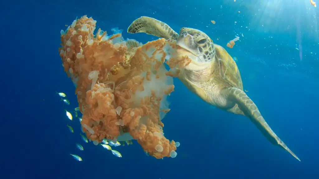 Do green sea turtles eat jellyfish