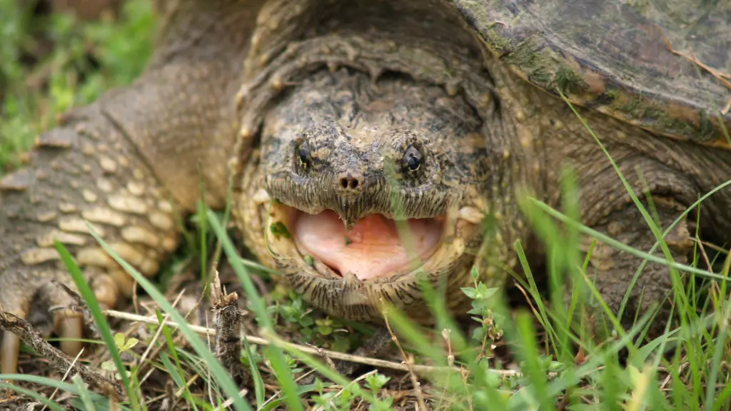 How Do You Survive A Snapping Turtle Bite