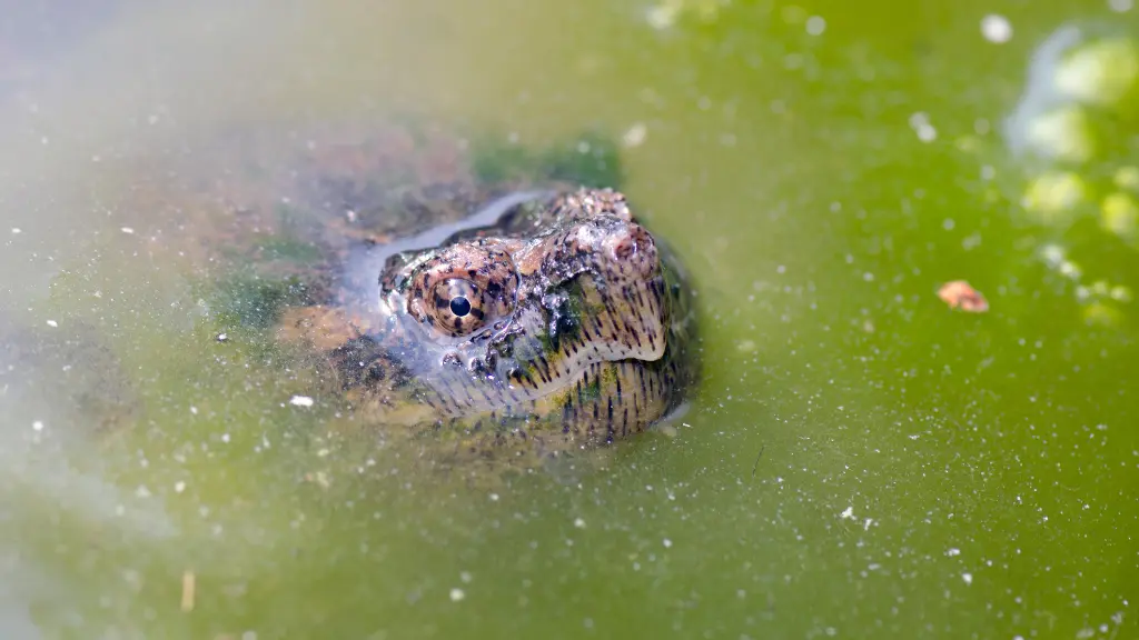 How Long Can A Snapping Turtle Be Out Of Water?