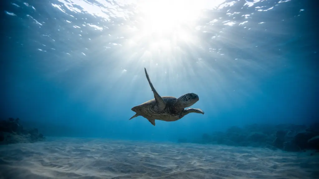 How Long Can A Snapping Turtle Stay Underwater