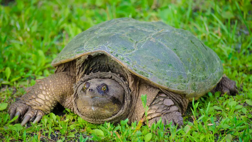 How Much Does A Snapping Turtle Cos