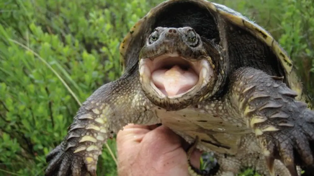 How To Pick Up A Snapping Turtle?