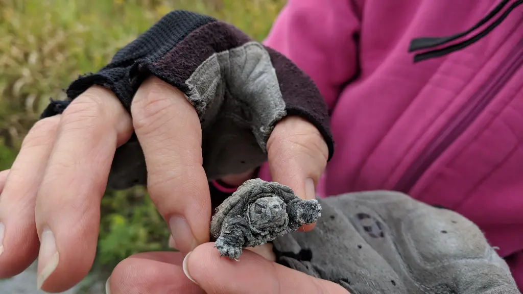 How To Take Care Of A Baby Snapping Turtle