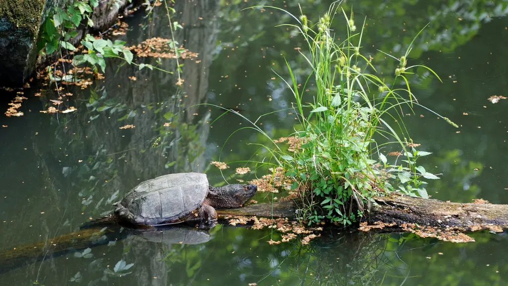 Should I Give A Snapping Turtle Water