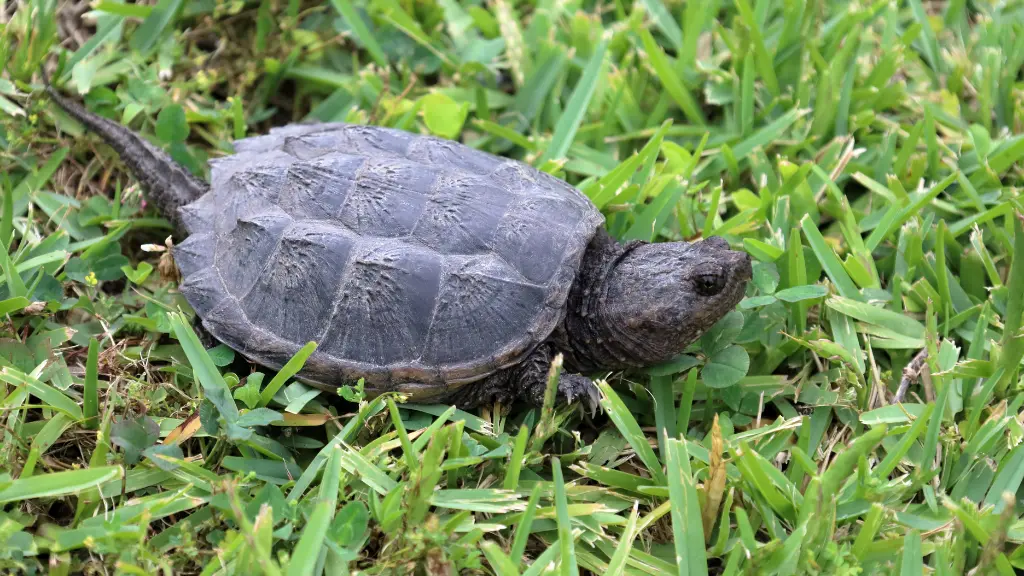 Snapping Turtle In Yard