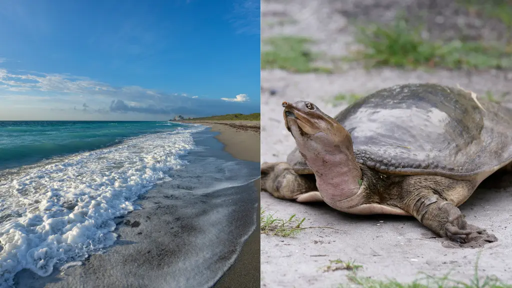 What Beach In Florida Has The Most Sea Turtles