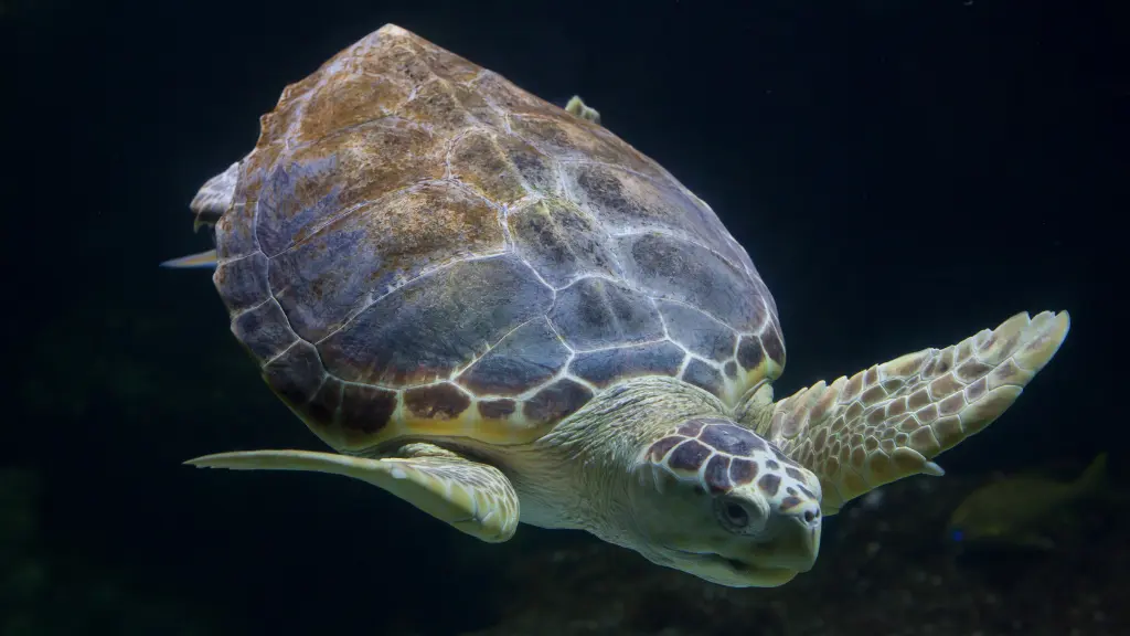 What is a Loggerhead Sea Turtle