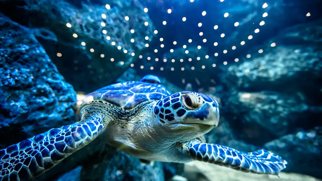 What is the Gestation Period for Sea Turtles in Florida