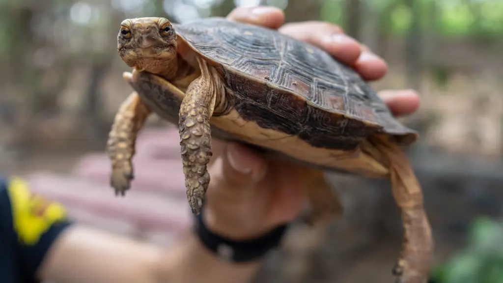 What is the proper way to hold a snapping turtle