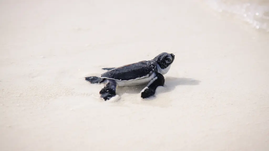 When do sea turtles hatch in florida