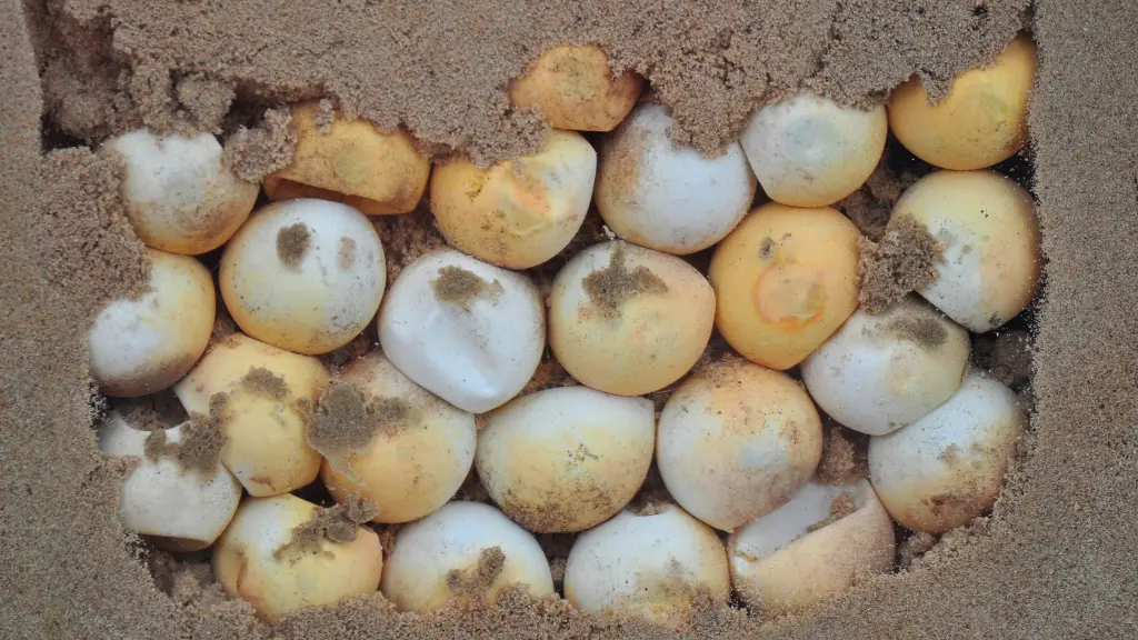 how big are sea turtle eggs